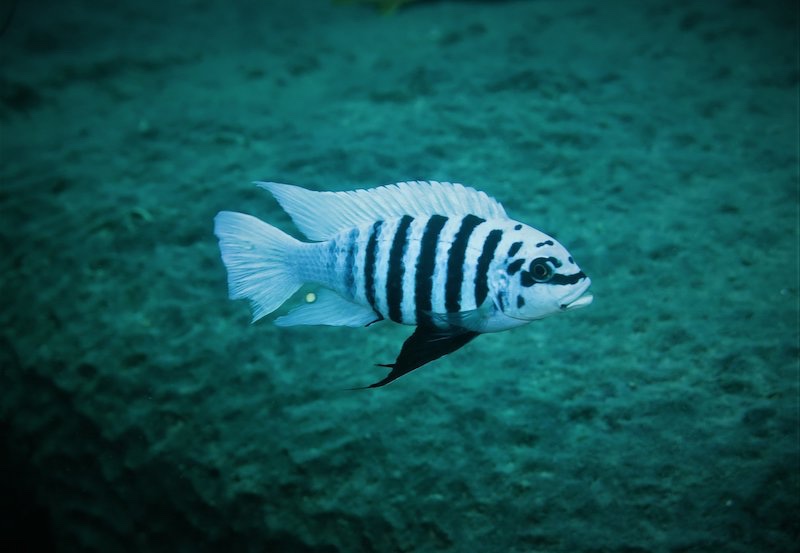 Maylandia fainzilberi (Maison Reef)